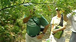 Botanist Jim Allison Serviceberry Amelanchor quotJune Berryquot [upl. by Goulder]