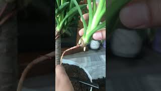 Yucca Plant Making New Plants [upl. by Nnaed434]