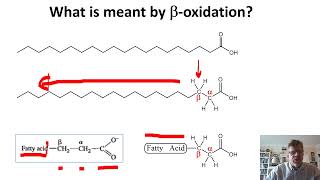 Biochemistry Lecture 14 [upl. by Noneek]