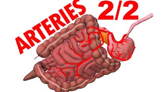 Superior Mesenteric Artery amp Inferior  Blood Supply To Abdomen 2 [upl. by Asyram]