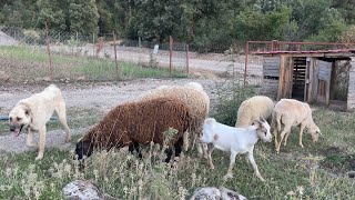 ARÄ°FCANDAN DAMIZLIK KOYUNLAR ALDIM VE Ã‡AVUÅžU EN SONUNDA TIMARLADIM [upl. by Tiphane999]