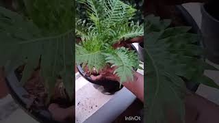 Blechnum Silver Lady Dwarf Evergreen indoorplants garden [upl. by Natsirhc]