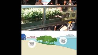 How mangrove forests protect the coast [upl. by Theodore465]