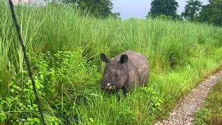 Animals in chitwan national park  Rhino pooping  wild animal [upl. by Haliehs]