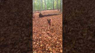 Gassi Malinois  Boxer malinoislove malinoislovers boxerdog doglife malinois malinoispower [upl. by Sampson]