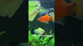 Plakat White Platinum Betta [upl. by Argyle633]