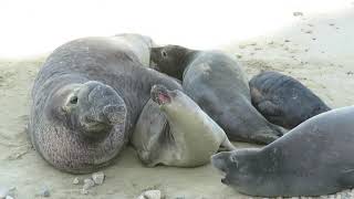 Male elephant seal trying to mate with female and a pup almost getting squished [upl. by Einnaj]