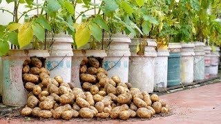 Try this Potato growing method now youll never have to buy Potatoes again [upl. by Anika]