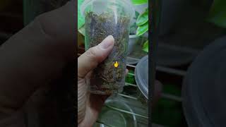 Try to save my anthurium anthurium anthuriumplant plantvlog houseplantcommunity [upl. by Torrlow19]