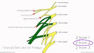 Lumbar Plexus  Structure and Branches  Anatomy Tutorial [upl. by Ahsercel]