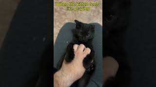 The Cutest Kitten Moments Ever Caught On Camera [upl. by Olinad]