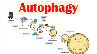 Autophagy  Macroautophagy amp Importance in Health [upl. by Ronyar]