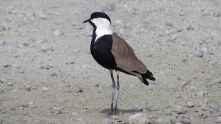 Spurwinged lapwing Vanellus spinosus Αγκαθοκαλημάνα ΠελλοκατερΊνα  Cyprus [upl. by Wardle894]