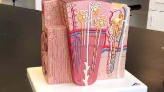 Corpuscle Nephron amp Kidney Model [upl. by Safko]