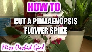 How to cut a Phalaenopsis Orchid flower spike [upl. by Ennaeiluj396]