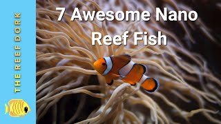 Top 7 Nano Reef Fish [upl. by Conah]