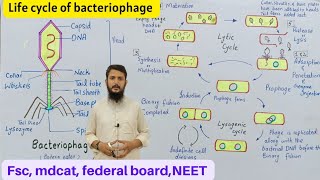 Life cycle of bacteriophage  bacteriophage lytic and lysogenic cycle  Class 11 [upl. by Kcirad]