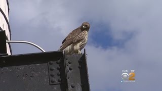 Hawk Attacks Dog On UWS [upl. by Seugirdor]