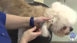 Show Grooming a Dandie Dinmont Terrier [upl. by Nosnor670]