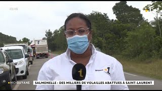 Salmonelle  des milliers de volailles abattues à Saint  Laurent [upl. by Ibba]