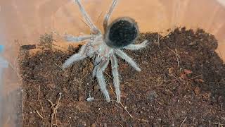 Brachypelma albiceps [upl. by Petula]