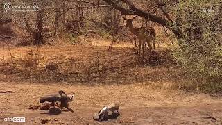 Kwa Maritane Africam Hadeda Ibis fight at Kwa [upl. by Ahsatam4]