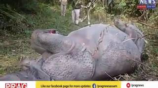 Rhino horn taken away by poachers l Poachers kill rhino [upl. by Nilam782]