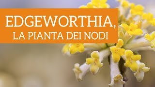 Edgeworthia chrysantha la curiosa pianta dei nodi [upl. by Mulderig83]