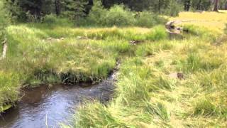 Tenkara Fishing Mountain Meadow in Northern California [upl. by Ytomit589]