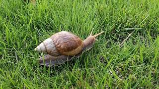 Lissachatina Fulica Snail On The Grass [upl. by Tatianas]