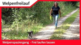 Welpenfreilauf ► Welpen ohne Leine frei laufen lassen ► Hundefreilauf [upl. by Elletsirk537]