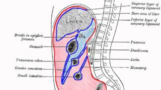 Peritoneal Cavity  Part 1  Anatomy Tutorial [upl. by Hsivat]