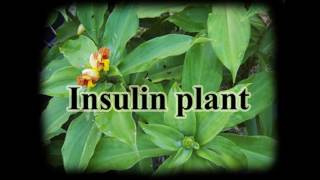 Magical uses of Costus igneus Insulin plantfiery costus for diabetes and more [upl. by Thapa645]