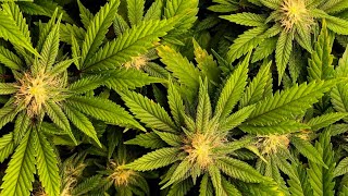 A look at cannabis legalization in the United States [upl. by Rai647]