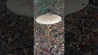 Şemsiye mantarı Macrolepiota procera Parasol mushroom [upl. by Longwood257]