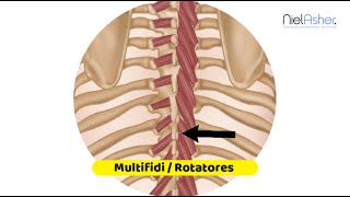 Multifidi and Rotatores  Trigger Point Anatomy [upl. by Philan111]