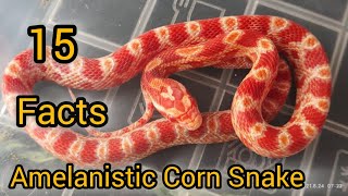 AMELANISTIC CORN SNAKE Interesting And Amazing Albino Snake FactsCORN SNAKES [upl. by Gove]