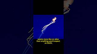 Alien squid 🦑 facts curiosity ocean squid discovery science factshorts shorts pacific [upl. by Alithea]