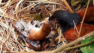 Greater coucal bird tries to bite a mouse in the nest [upl. by Lowell]