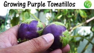 Growing Purple Tomatillos  How To Grow Purple Tomatillos In Containers [upl. by Ahders]