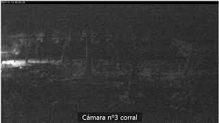 WEBCAM Corral fvsm Mallorca [upl. by Arihat628]