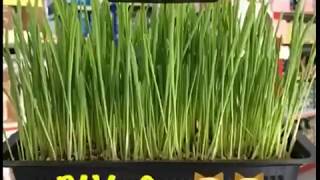 Vitakraft Cat Grass [upl. by Ahsyt]