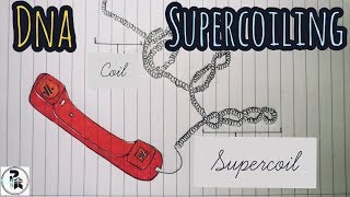 DNA Supercoiling paperpenbiology [upl. by Sidnala]