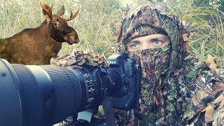 WILDLIFE PHOTOGRAPHY  Searching the Elks  LOODUSFOTOGRAAFIA  Otsides põtru [upl. by Nailliw615]