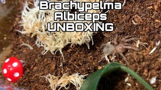 Brachypelma Albiceps Golden Red Rump Unboxing  FIRST EVER TARANTULA [upl. by Htezzil]