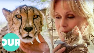 Joanna Lumley Explores Our Captivating Obsession with Cats  Our World [upl. by Stoeber465]