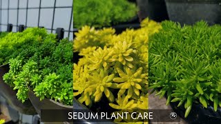 Sedum plant care in malayalam  propagation  potting  watering  sunlight [upl. by Enelhtac858]