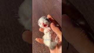 Timelapse Kitten Munchkin 1 Hour  96 Hours 😻 kitten kucinglucu timelapse anakkucing [upl. by Masera]