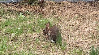 An Eastern Cottontail A Sphinx Moth And A Butterfly Bush easterncottontail cottontail wildlife [upl. by Eveivaneg]