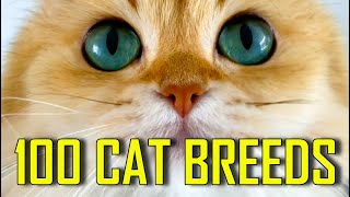 All 100 CAT BREEDS [upl. by Oinotnanauj]